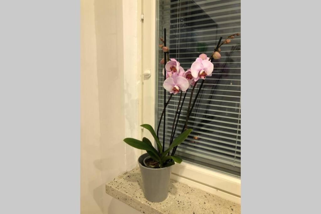 להטי Studio Vescu מראה חיצוני תמונה